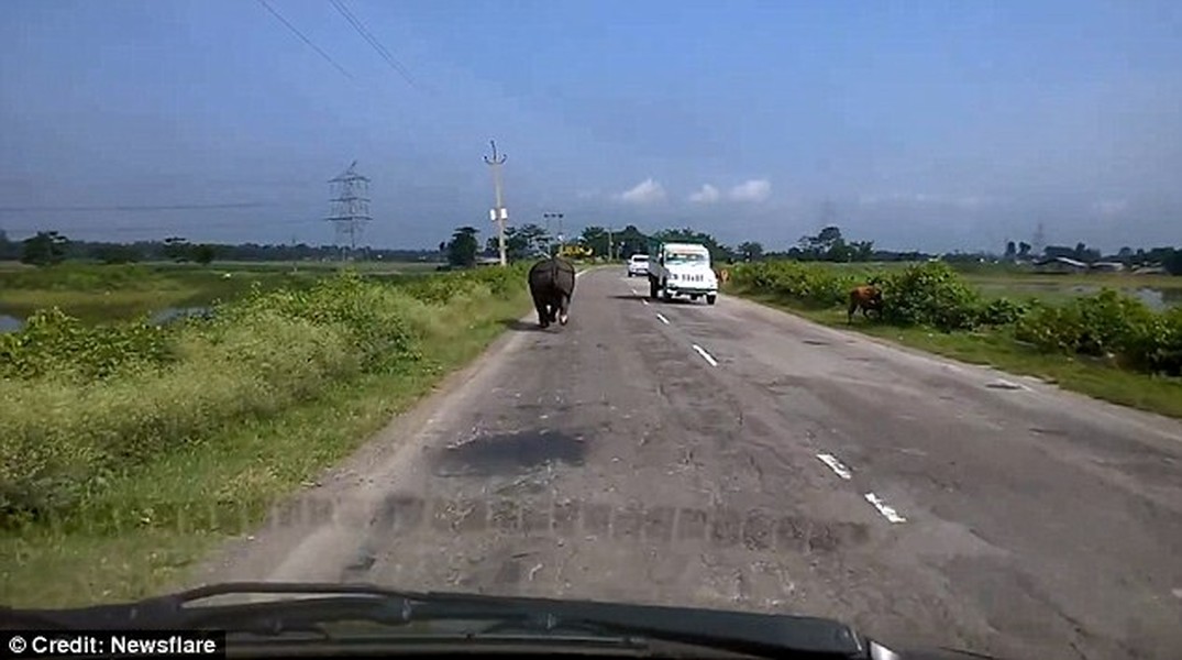 Ban đầu, con  tê giác tấn công ô tô điên cuồng này xuất hiện ở làn bên trái đường Tejpur, gần thành phố Kaziranga, miền đông bắc bang Assam, Ấn Độ. (Nguồn: Daily Mail)