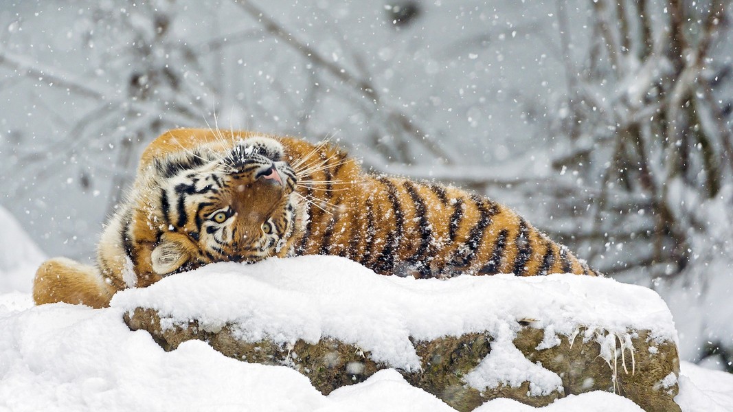 Một con hổ Siberia mới lớn thích thú chơi đùa với những bông tuyết rơi trong  mùa đông.