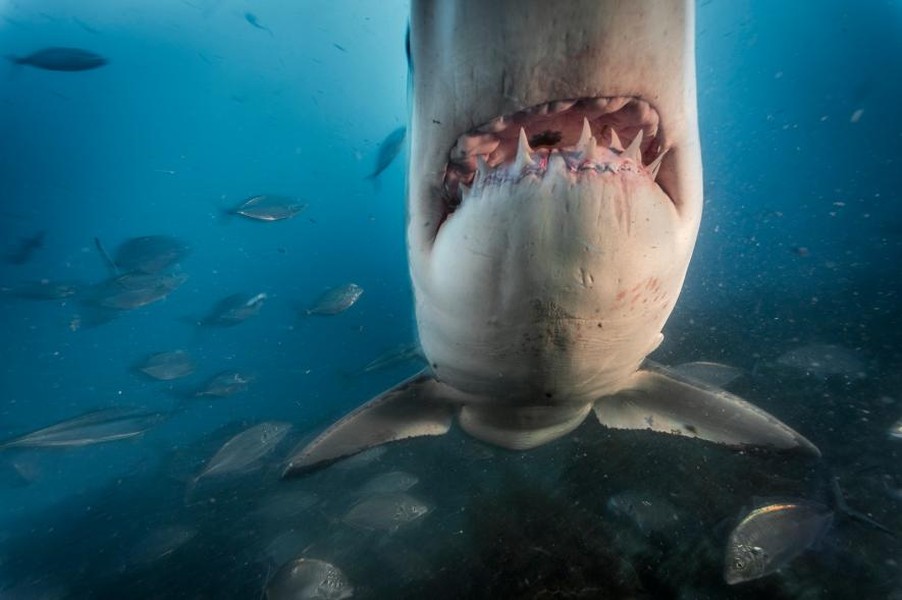  Cá mập trắng lớn bơi ở ngoài khơi quần đảo Nam Neptune, Australia.