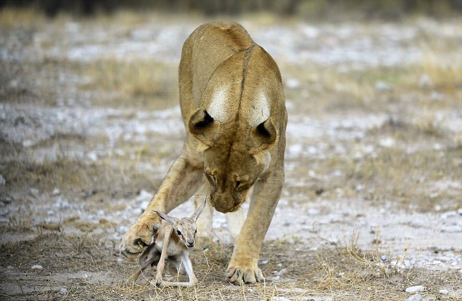 Trong lúc khám phá vườn quốc gia Etosha ở Namibia, nhiếp ảnh gia Gordon Donovan ghi được hình ảnh động vật ấn tượng, một con sư tử cái chăm sóc linh dương sơ sinh như con đẻ của nó. (Nguồn Guardian)