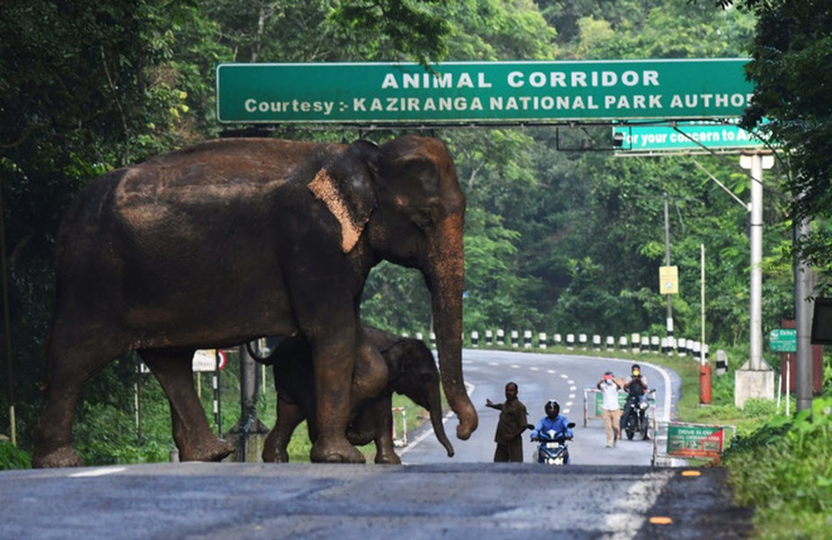 Mẹ con voi hoang dã đi qua đường giao thông trong vườn quốc gia Kaziranga ở bang Assam, Ấn Độ. (Nguồn Guardian)