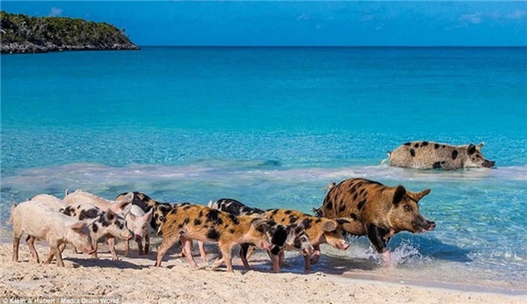 Big Major Cay hay đảo lợn nằm ở Exuma, Bahamas, vốn là ngôi nhà của hàng chục con lợn và không hề có người sinh sống. Không ai biết đến chúng đến từ đâu, người ta cho rằng chúng bơi vào đảo sau khi tàu đắm, số khác nói các thủy thủ để đàn lợn ở đây, với dự định quay lại và ''làm thịt'' sau.