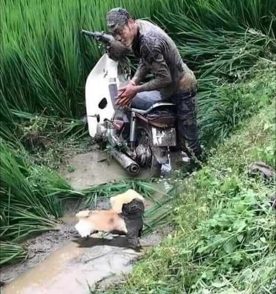 Mới đây, loạt ảnh một chàng trai cùng chiếc xe máy và cún cưng của mình "tắm trong bùn" được chia sẻ trên MXH khiến nhiều người chú ý. Theo đó, chàng trai nói trên đang chở cún cưng đi dạo thì không hiểu bằng cách nào lao hẳn xe xuống ruộng lúa khiến cả người cả chó tắm bùn.