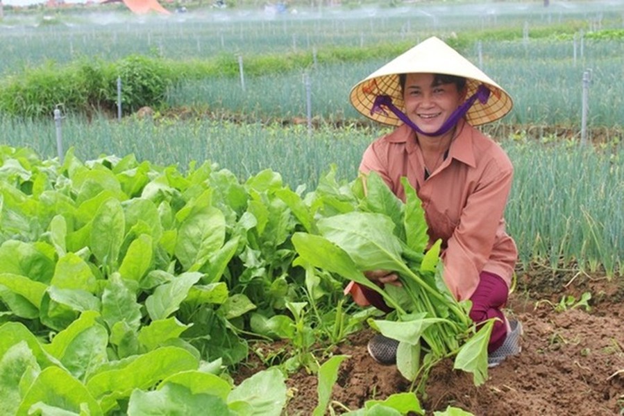 Đây là loại rau nhìn ngoài bình thường nhưng lại có giá trị cao đưa về nguồn thu lớn.