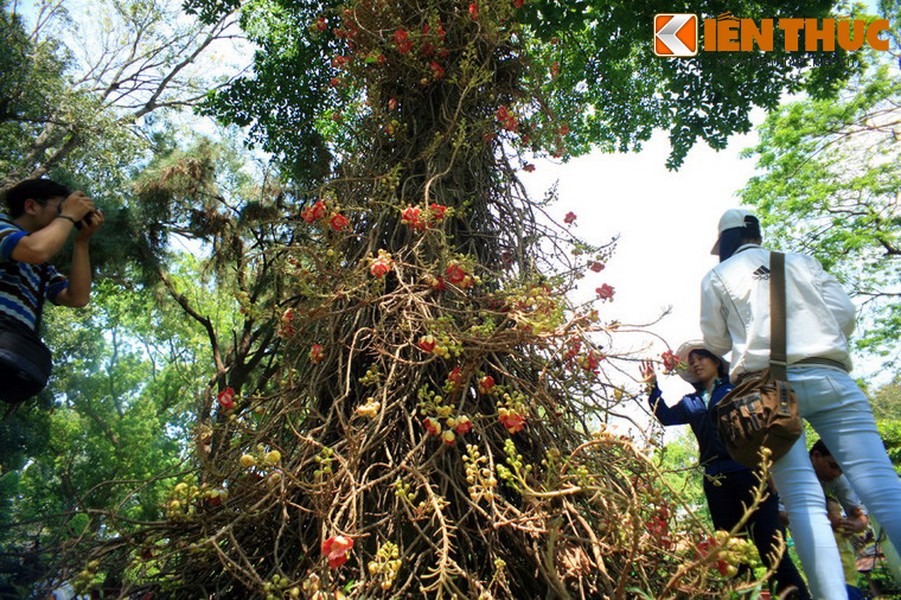 Thảo Cầm Viên Sài Gòn là nơi trồng một loài cây độc đáo, được nhiều du khách quan tâm mỗi khi ghé thăm nơi đây.