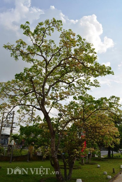 Tại làng Thánh Quýt (xã Điện Thắng Trung, thị xã Điện Bàn, Quảng Nam) có  cây báo bão là một cây mai quý hiếm và duy nhất còn sót lại với tên gọi là mai hạ. Loài mai này chỉ nở hoa vào mùa hạ chứ không nở vào mùa xuân như các loài mai khác.