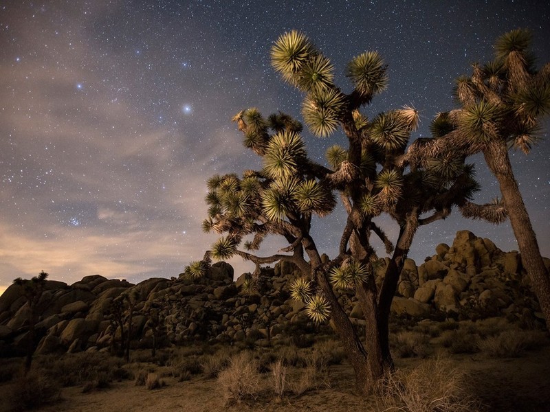 Công viên quốc gia Joshua Tree, sa mạc Mojave, bang California. Ảnh: Getty.