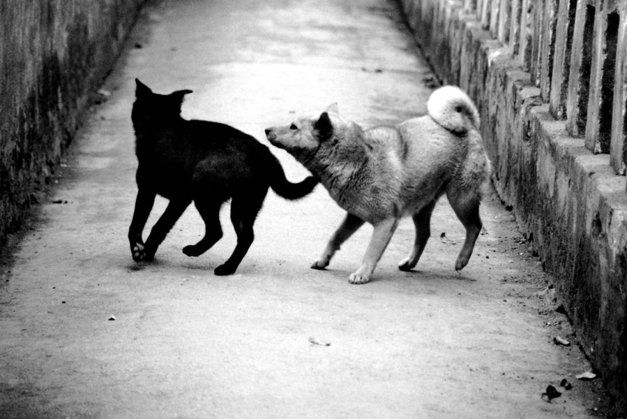 Hai chú chó chơi đùa trong ngõ nhỏ ở  Việt Nam năm 1994. Ảnh: Elliott Erwitt/ Magnum Photos.