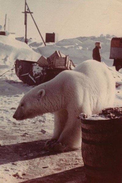 Chukchi là bán đảo nằm ở cực Đông Liên Xô, sát với bang Alaska của Mỹ. Dân cư ở đây rất thưa thớt, và số lượng  gấu trắng Bắc Cực còn có phần đông hơn con người. Ảnh: Vintag.es.