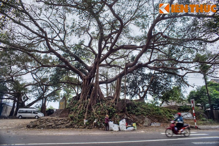 Nằm bên Quốc lộ 1 thuộc địa phận thị trấn Phú Lộc, huyện Phú Lộc, tỉnh Thừa Thiên - Huế,  cây đa Đá Bạc là một cây cổ thụ có giá trị văn hóa, lịch sử đặc biệt của địa phương.