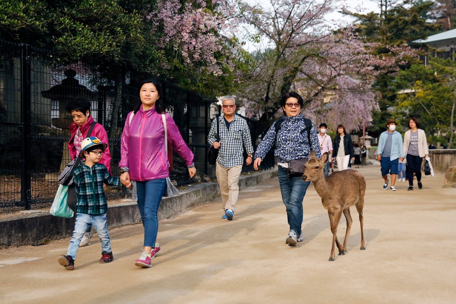  Đảo Tsukushima là một hòn đảo ở phía Tây của biển nội địa Nhật Bản, nằm ở phía tây bắc vịnh Hiroshima. Những chú hươu lang thang trên đường phố cùng du khách là hình ảnh rất quen thuộc ở hòn đảo này.