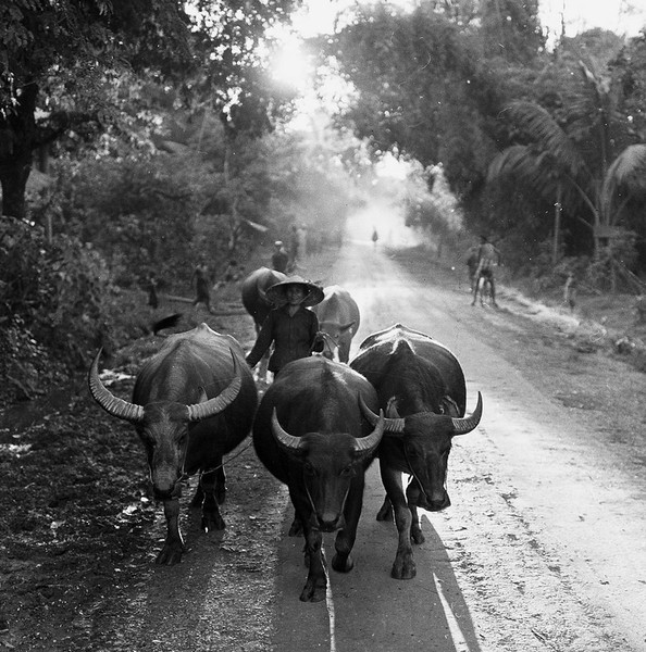 Đàn trâu trên con đường làng ở vùng nông thôn  Việt Nam thập niên 1950.