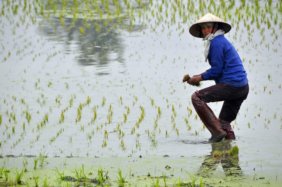 Theo Piumi Rajapaksha, những người phụ nữ địa phương đội  nón lá rảo bước trên đường là một hình ảnh quen thuộc trên khắp mọi miền Việt Nam. Phía sau chiếc nón lá là một câu chuyện thú vị. Ảnh: Dennis Jarvis/Flickr.