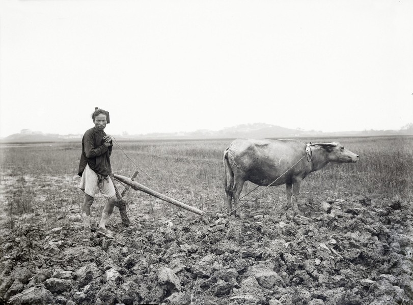 Người nông dân và con trâu trên đồng ruộng, Việt Nam khoảng năm 1900-1909.