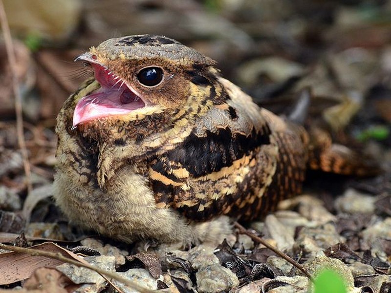 Bộ  Cú muỗi (Caprimulgiformes) là một nhóm các loài chim mang đặc điểm rất độc đáo, với nhiều loài phân bố ở Việt Nam.