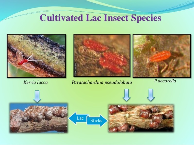 Bọ  cánh kiến đỏ (Kerria lacca) là một loài rệp sáp thuộc họ Kerriidae, sống kí sinh trên một số loài cây gỗ trong rừng rậm ở Ấn Độ và Đông Nam Á, trong đó có Việt Nam. Chúng là nguồn gốc của một loại sản vật mà người xưa quý như vàng, đó là cánh kiến đỏ.