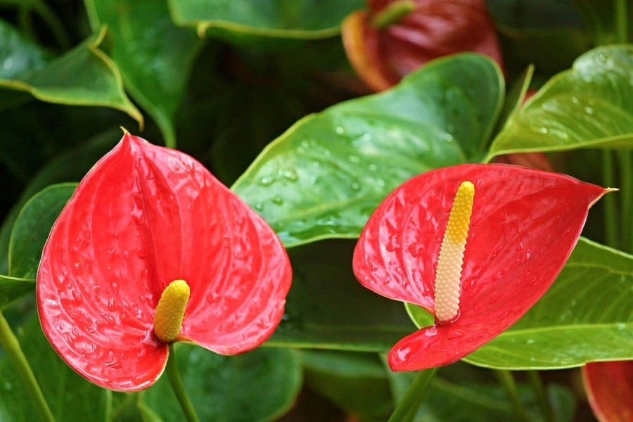 Hồng môn (Anthurium andraeanum) cao 50 cm, là cây bản địa của Nam Mỹ. Loài  ráy có hoa bắt mắt này đã được lai tạo thành nhiều giống khác nhau và trồng làm cây cảnh trên khắp thế giới.