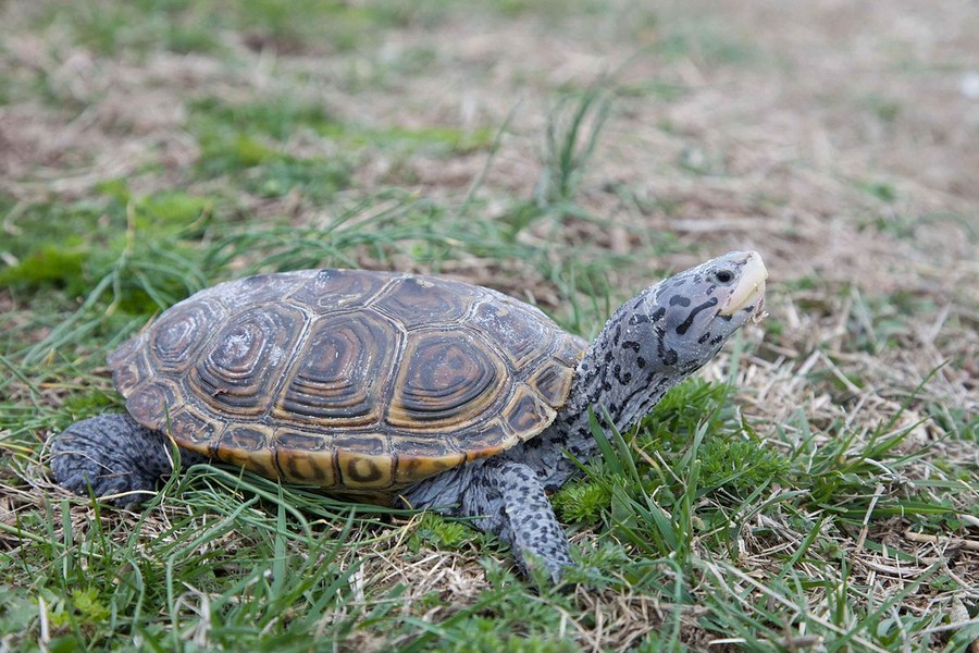 Rùa vân lục giác (Malaclemys terrapin) dài 23 cm, là loài  rùa đầm lầy hoạt động trong nước lợ ở miền Đông Bắc Mỹ. Chúng có hàm khỏe, thích nghi với việc ăn giáp xác và động vật thân mềm.