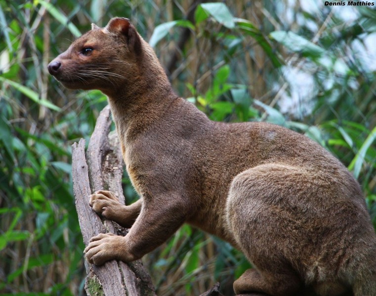  Fossa hay cầy báo (Cryptoprocta ferox) là một loài thú ăn thịt đứng đầu chuỗi thức ăn ở Madagascar, hòn đảo sở hữu hệ động vật đặc sắc hình thành từ quá trình tiến hóa độc lập do sự tách biệt về địa lý với các khu vực khác.