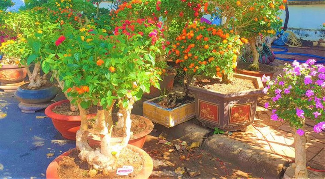 Giữa muôn loài  hoa cây cảnh tại Chợ hoa Xuân TP. Buôn Ma Thuột (Đắk Lắk), có hàng trăm gốc bonsai ngũ sắc lung linh ngay ngã tư đường Nguyễn Đình Chiểu-Trường Chinh. Mỗi chậu hoa có hình dáng (nghiêng, trực, huyền…) và màu sắc tím, hồng, cam, đỏ… khác nhau. Đặc biệt, mỗi gốc bonsai có thân hình xù xì, có tuổi đời từ 7-10 năm tuổi.