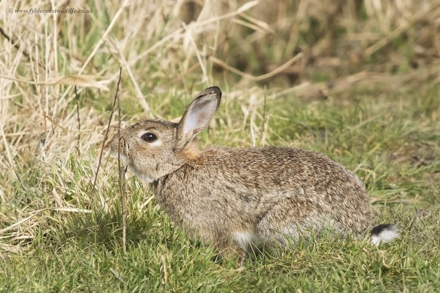 Thỏ hang châu Âu (Oryctolagus cuniculus) dài 34-35, có nguồn gốc từ bán đảo Iberia ở châu Âu.  Loài thỏ này đã du nhập đến khắp nơi trên thế giới, là tổ tiên các giống thỏ nhà được nuôi để lấy lông, thịt hoặc làm cảnh ngày nay. Ở nhiều vùng, chúng là động vật xâm lấn nguy hiểm.