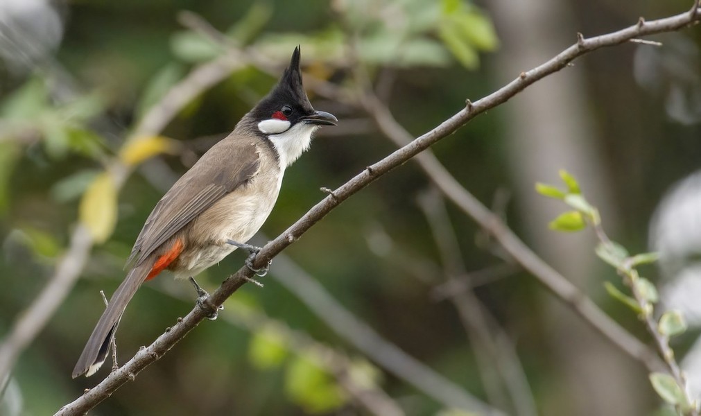 Chào mào (Pycnonotus jocosus) dài 18-20 cm, là loài định cư, phổ biến trong cả nước. Sinh cảnh của loài  chim chào mào điển hỉnh này là rừng thứ sinh, cây bụi, đất nông nghiệp, vườn, làng mạc, đô thị. Ảnh: eBird.