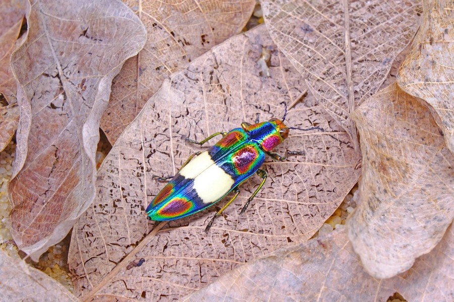  Bọ ngọc cầu vồng (Chrysochroa fulgens). Kích thước: Dài 2 cm. Vùng phân bố: Đông Nam Á.