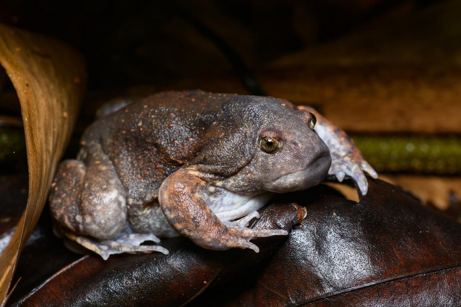 Thuộc họ Nhái bầu (Microhylidae),  nhái lưỡi (Glyphoglossus molossus) là một loài lưỡng cư kỳ lạ phân bố ở đồng bằng sông Cửu Long của Việt Nam và các quốc gia lân cận gồm Campuchia, Lào, Thái Lan và Myanmar. Ảnh: Thai National Parks.