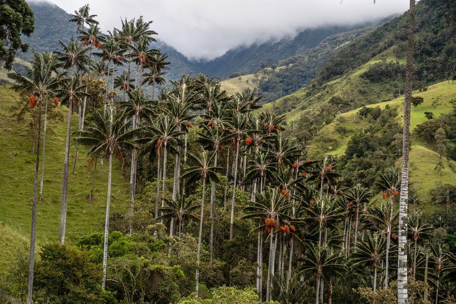 Sinh trưởng tại những khu rừng miền núi ẩm ướt của sườn Đông dãy Andes tại Colombia và Peru,  cọ sáp Quindío (Ceroxylon quindiuense) là loài thực vật một lá mầm cao nhất thế giới. Ảnh: The New York Times.