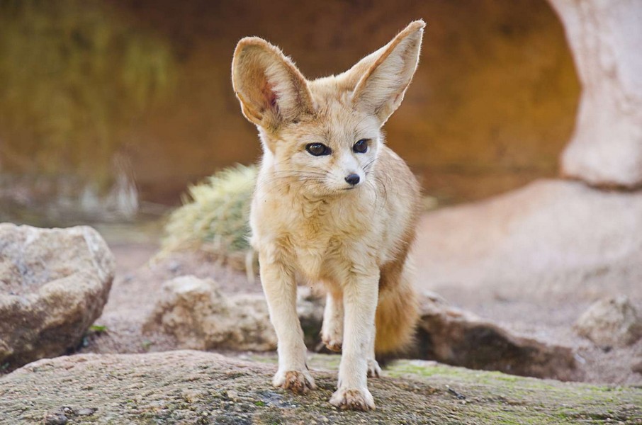  Biểu tượng của Algeria: Cáo fennec (Vulpes zerda).