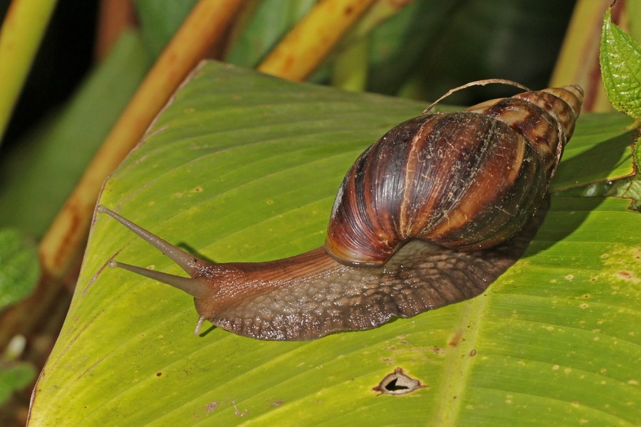  Ốc sên hoa (Achatina fulica) dài 15-22 cm, phân bố ở Đông Phi. Được du nhập vào các vùng khí hậu ấm, loài ốc sên lớn thế giới này đã trở thành một sinh vật xâm lấn có hại ở nhiều nơi.