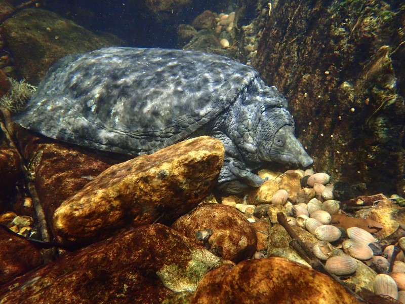  Ba ba gai (Palea steindachneri). Họ: Ba ba (Trionychidae). Kích thước: Dài 43 cm. Khu vực phân bố: Lai Châu, Lào Cai, Tuyên Quang, Vĩnh Phúc, Thái Nguyên, Lạng Sơn, Sơn La, Ninh Bình, Thanh Hóa, Nghệ An, Hà Tĩnh, Quảng Trị, Thừa Thiên Huế, Quảng Nam, Kon Tum. Tình trạng: Cực kỳ nguy cấp (Sách Đỏ IUCN). Ảnh: iNaturalist.