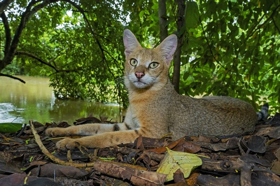  Mèo ri (Felis chaus), còn được gọi là mèo sậy hay mèo đầm lầy là một trong những loài mèo hoang dã sinh sống ở Việt Nam. Ảnh: RoundGlass Sustain.