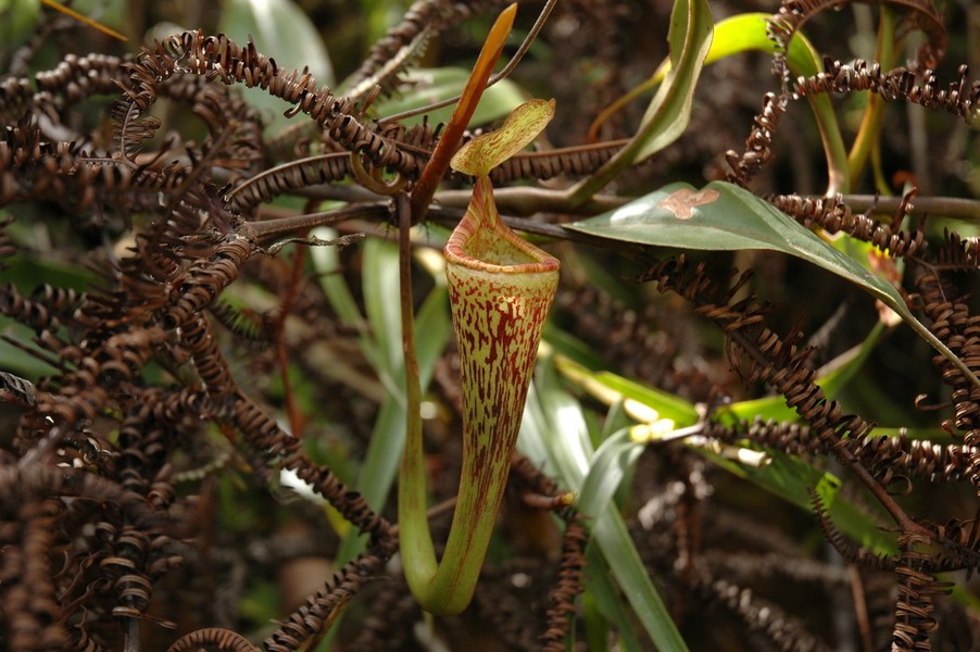  Nắp ấm Borneo (Nepenthes vogelii). Họ: Nắp ấm Cựu thế giới (Nepenthaceae). Bộ: Cẩm chướng (Caryophyllales). Kích thước. Dài 22 cm. Khu vực phân bố: Các khu rừng ở khu vực miền núi của đảo Borneo.