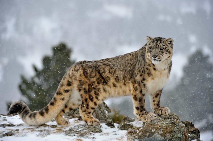 Sinh sống trên các dãy núi ở Nam Á và Trung Á, gồm cả dãy Himalaya nổi tiếng thế giới,  báo tuyết (Panthera uncia) là một trong những loài vật thuộc họ Mèo quý hiếm nhất và có vẻ ngoài ấn tượng nhất. Ảnh: BBC Wildlife Magazine.