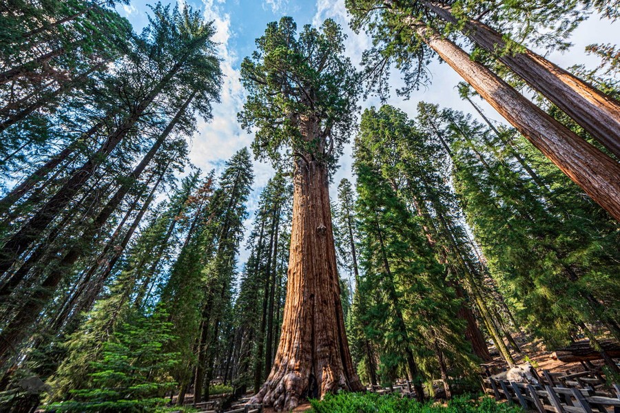 Nằm trong Khu rừng Khổng lồ của Vườn quốc gia Sequoia ở bang California, Mỹ, cây cự sam (Sequoiadendron giganteum) mang tên Tướng Sherman (General Sherman) là một  cây cổ thụ được cả thế giới biết đến nhờ tầm vóc đáng kinh ngạc của mình. Ảnh: Public Policy Institute of California.