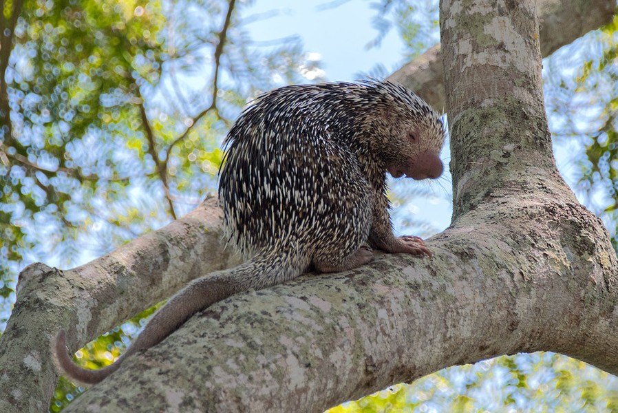 Nhím đuôi nắm Brazil (Coendou prehensilis) dài 30-60 cm, cư trú trong các khu rừng Nam Mỹ. Loài nhím này có gai ngắn, đuôi có vai trò như chi thứ năm, dùng để bám vào cành cây. Chúng ngủ ngày và tìm kiếm lá, mầm cây khi trời tối.