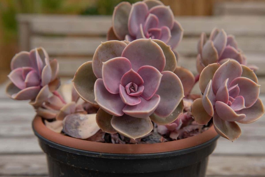  Sen đá hồng dâu (Perle Von Nurnberg echeveria) có lá mọc thưa hơn so với nhiều họ hàng. Chúng chuyển từ màu xanh sang màu tím và hồng bắt mắt dưới ánh sáng mặt trời trực tiếp.