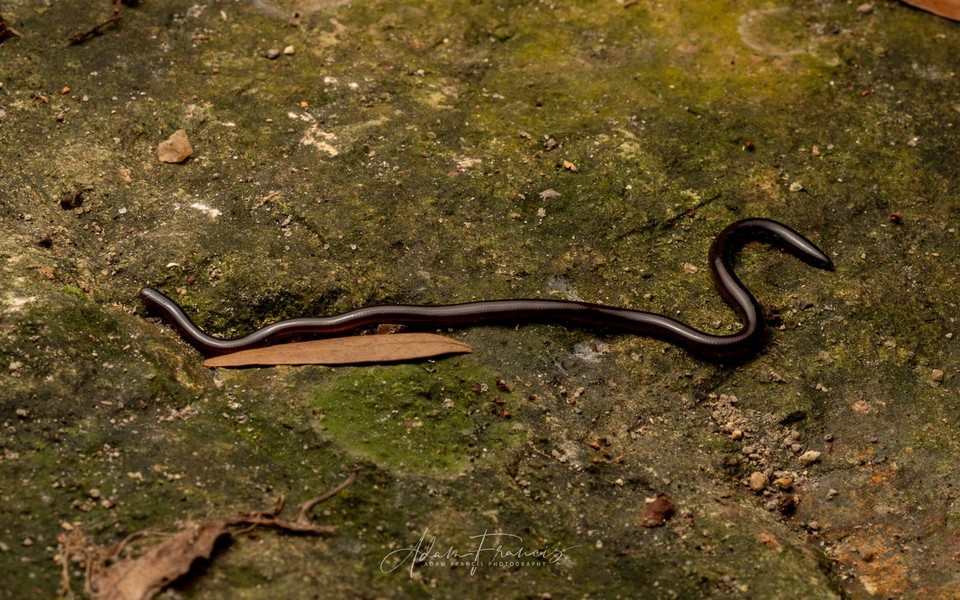 Được ghi nhận khá phổ biến ở Việt Nam, rắn giun (Ramphotyphlops braminus) được coi là một trong những loài rắn kỳ lạ nhất thế giới. Ảnh: Hong Kong Snakes.