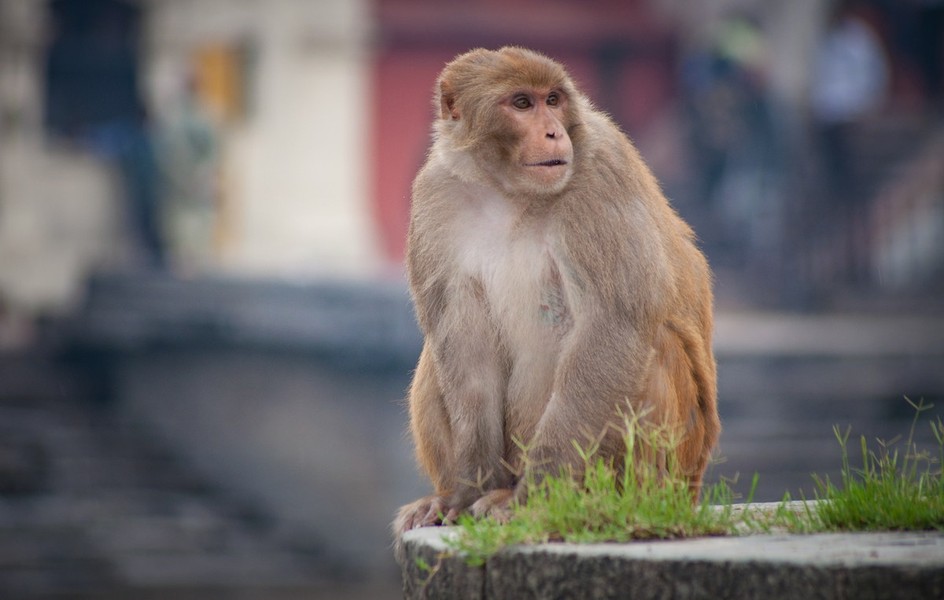 Khỉ vàng (Macaca mulatta) dài 45-64 cm, phân bố từ Tây Afghanistan qua Ấn Độ đến phía Bắc của Đông Nam Á và phía Nam Trung Quốc.  Loài khỉ thường gặp nhất này này sống ở các khu vực khô và trống trải. Các cá thể trưởng thành có thể bơi xa 0,8 km giữa các đảo.