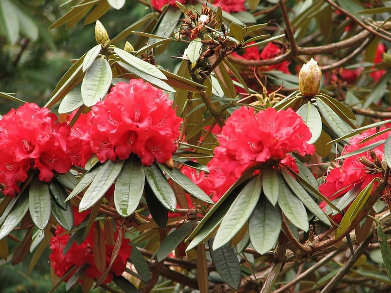  Đỗ quyên (Rhododendron arboreum) cao 15 mét, có nguồn gốc từ vùng núi Himalaya. Loài cây này có lá thường xanh dày và hoa bắt mắt, là cây cảnh được ưa chuộng khắp thế giới.