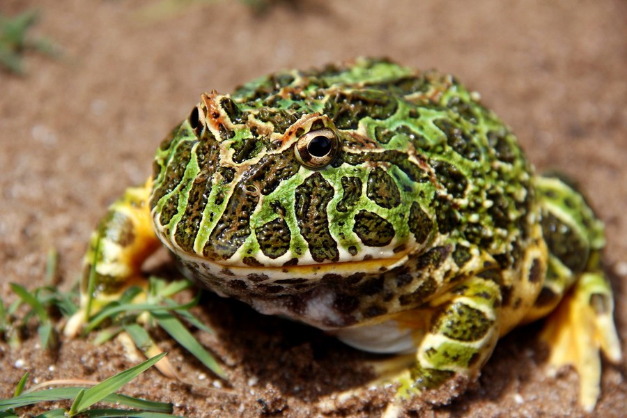 Trong thế giới của các loài động vật lưỡng cư, họ  Ếch sừng Nam Mỹ (Ceratophryidae) gồm 12 loài ếch thú vị, đặc hữu của khu vực Nam Mỹ, được ghi nhận nhiều ở các quốc gia Argentina, Brazil, Paraguay và Uruguay. Ảnh: iNaturalist.