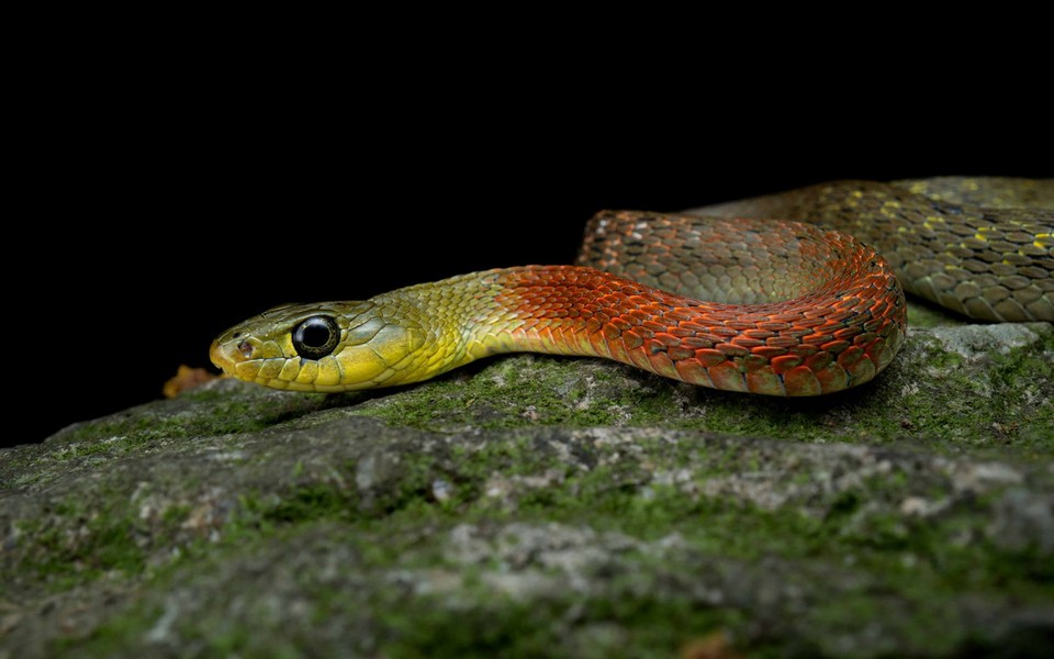  Rắn hoa cỏ nhỏ (Rhabdophis subminiatus) là một trong những loài rắn rực rỡ nhất có thể tìm thấy ở Việt Nam. Ảnh: Hong Kong Snake ID.