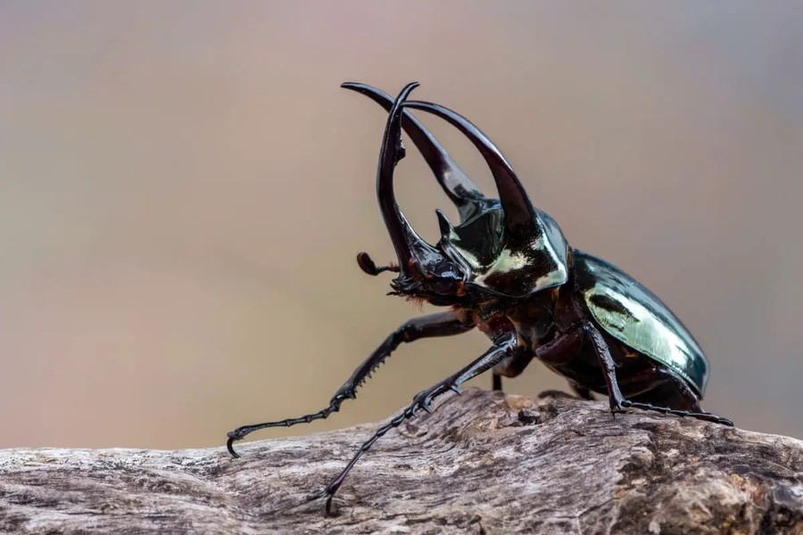  Bọ hung ba sừng (Chalcosoma atlas). Kích cỡ: Dài 60-120 mm. Khu vực phân bố: Bảo Lộc (Lâm Đồng), Vườn quốc gia Cát Tiên. Ảnh: Xtraordinary Pets.