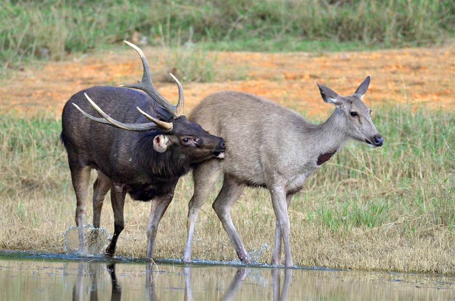  Nai (Cervus unicolor). Thuộc họ:  Hươu nai (Cervidae). Kích thước: Dài 1,8-2 mét. Khu vực phân bố: Trước đây Nai gặp khắp các tỉnh có rừng, hiện nay chỉ còn dọc theo biên giới phía Tây, từ Tây Bắc đến Đông Nam bộ và còn nhiều ở VQG Cát Tiên. Tình trạng bảo tồn trong Sách Đỏ IUCN: Sắp nguy cấp. Ảnh: Wild Deer Magazine.