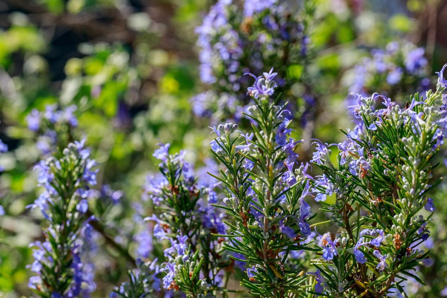  Hương thảo (Rosmarinus officinalis) cao 2 mét, có nguồn gốc từ các sinh cảnh khô hạn ở Địa Trung Hải. Tinh dầu thơm trong lá của loài cây này có tác dụng giảm lượng nước bị mất do thoát hơi nước. Ảnh: Plants To Your Door.