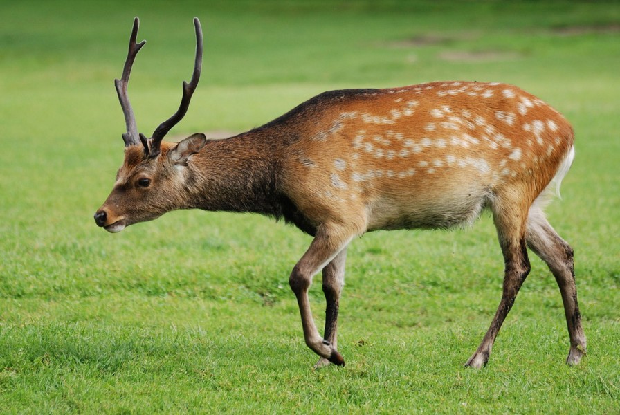  Hươu sao (Cervus nippon) dài 50-90 cm, phân bố rộng ở khu vực Đông Á. Loài này có đôi gạc dựng đứng, chắc khỏe và thân có nhiều đốm trắng. Chúng đã được đưa đến nhiều nơi ngoài khu vực cư trú bản địa. Ảnh: Wikipedia.