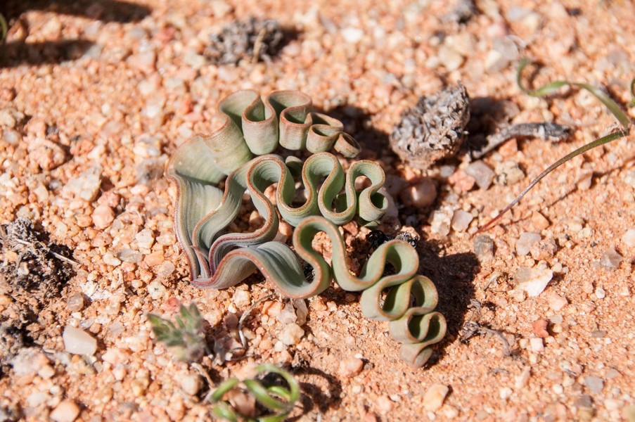  Trachyandra tortilis là tên khoa học của một loài thực vật độc đáo có nguồn gốc từ Nam Phi và Madagascar, được nhiều người cho là đẹp như một tác phẩm nghệ thuật của tạo hóa. Ảnh: H. Dreher.