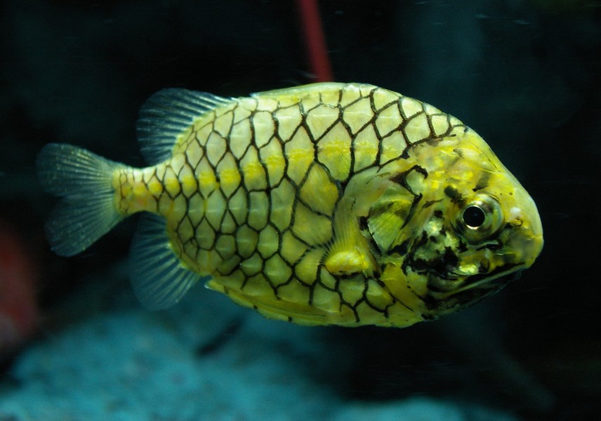  Cá quả thông (pinecone fish) là tên gọi chung của các loài cá thuộc họ Monocentridae, phân bố trên vùng biển kéo dài từ Nam Nhật Bản đến Australia, trong đó có một phần của Biển Đông của Việt Nam. Ảnh: Wikipedia.