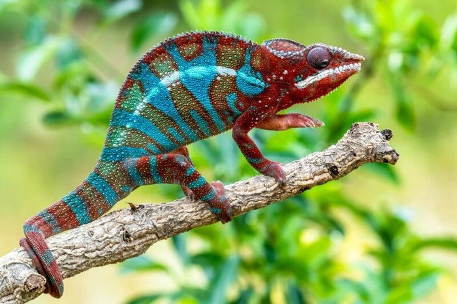 Những năm gần đây, tắc kè hoa, thường được gọi là Chameleon, đã trở thành một vật nuôi "độc" và "hot" được nhiều bạn trẻ Việt Nam săn lùng.